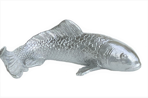 Ryba srebrna Karp Koi